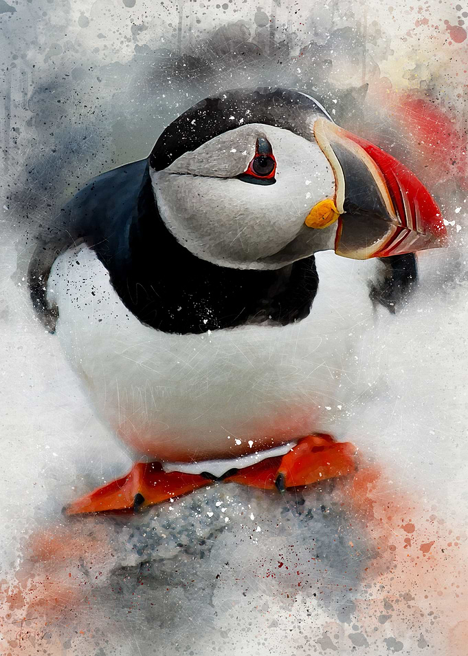Puffin