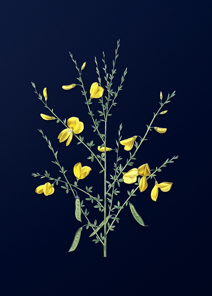 Yellow Flowers Deep Blue
