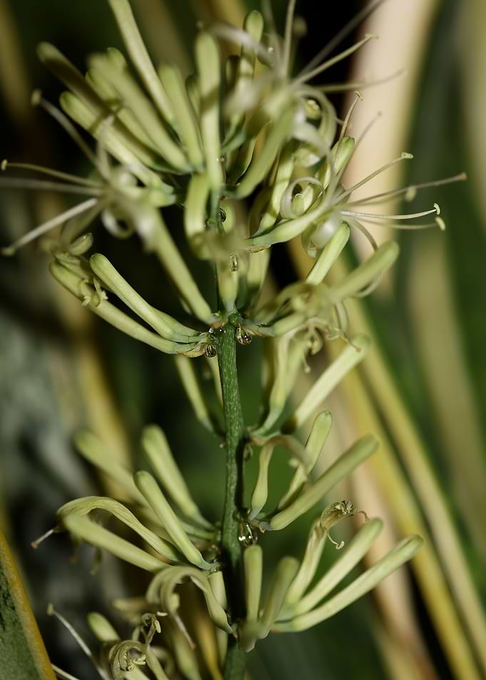 Dracaena trifasciata