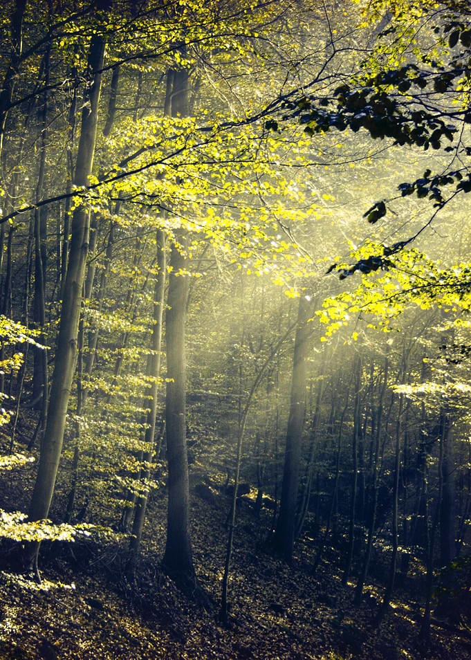 Being There Sun Rays