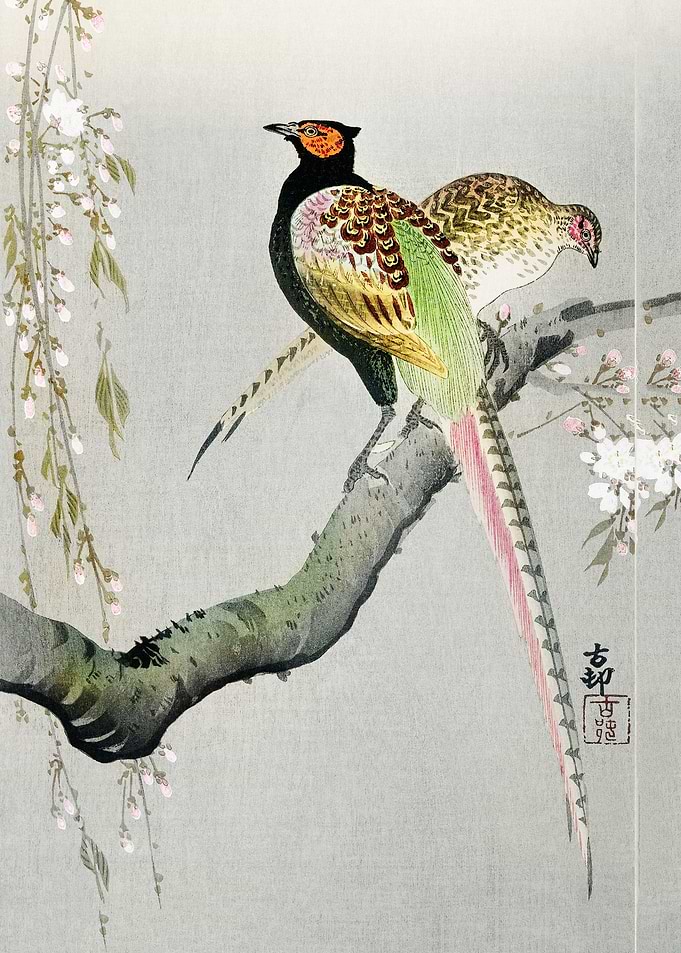 Couple pheasants