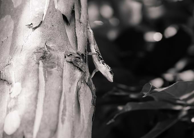 Lizard in Tropical Garden