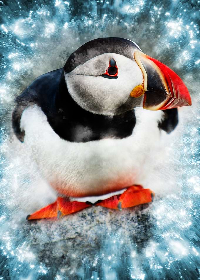Puffin