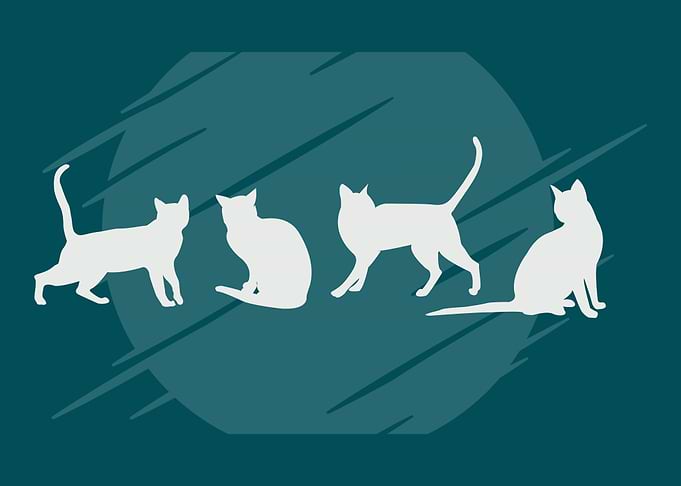 Cats Silouette moon