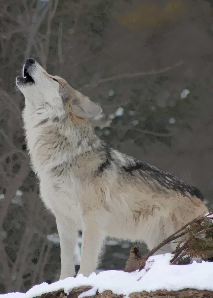 Howling wolf