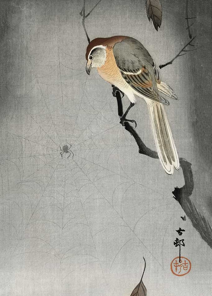 Buffalo wing shrike