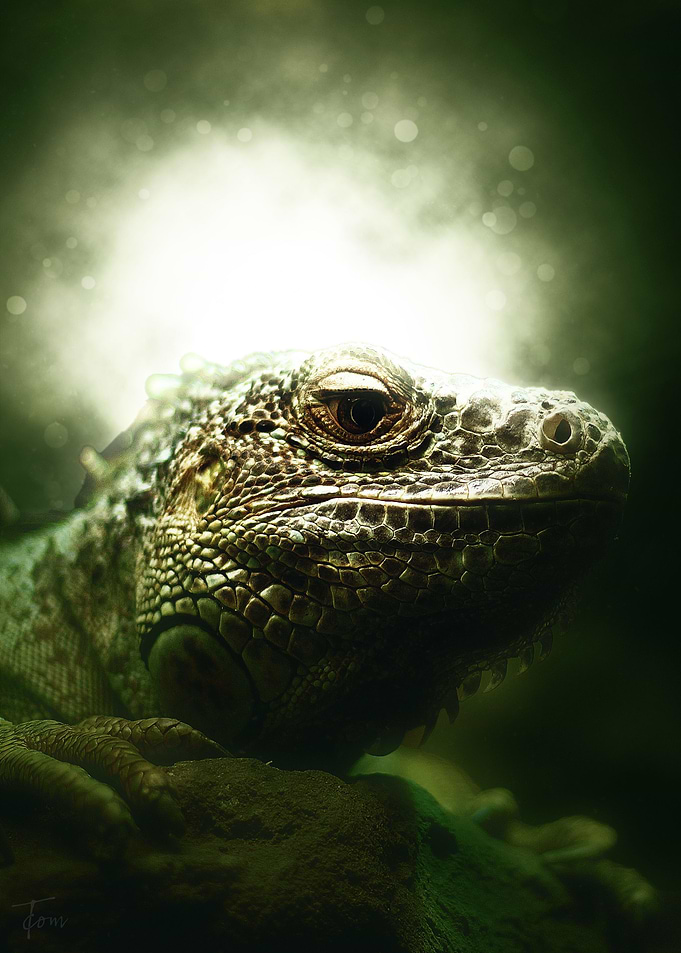 Iguana