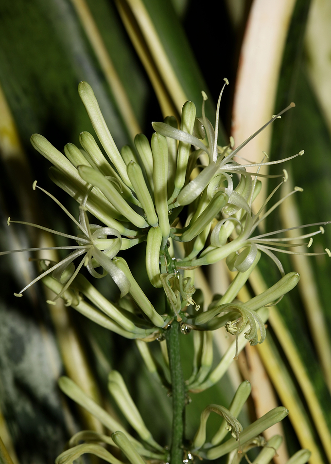 Dracaena trifasciata