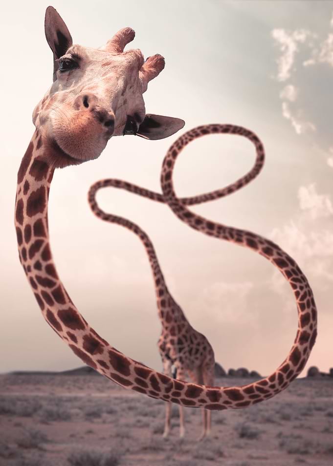Long Neck