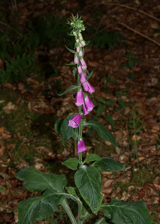Purpurea digitalis flower