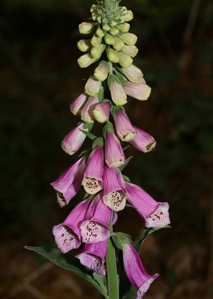 Digitalis purpurea flower