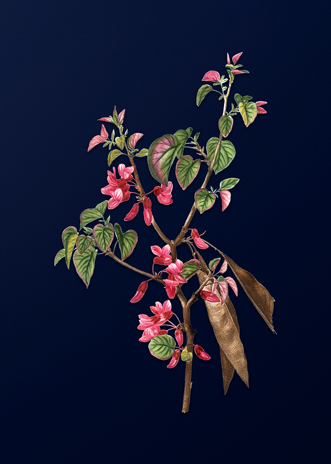 Floral Illustration Blue