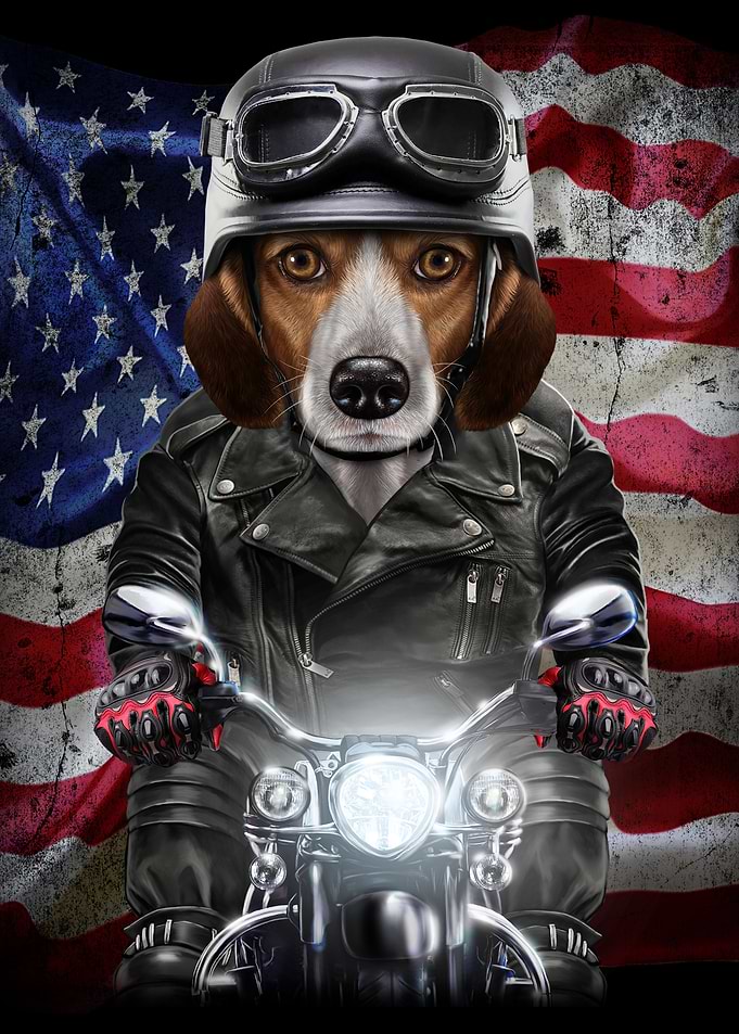 Beagle Dog on Motorcycle