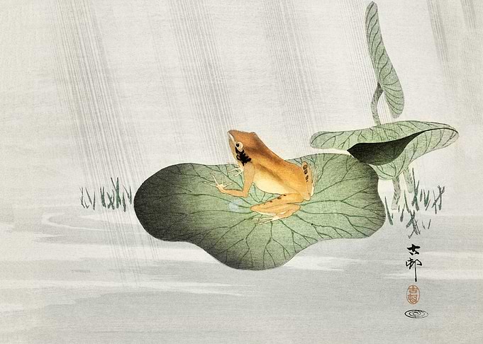 Frog on lotus leaf