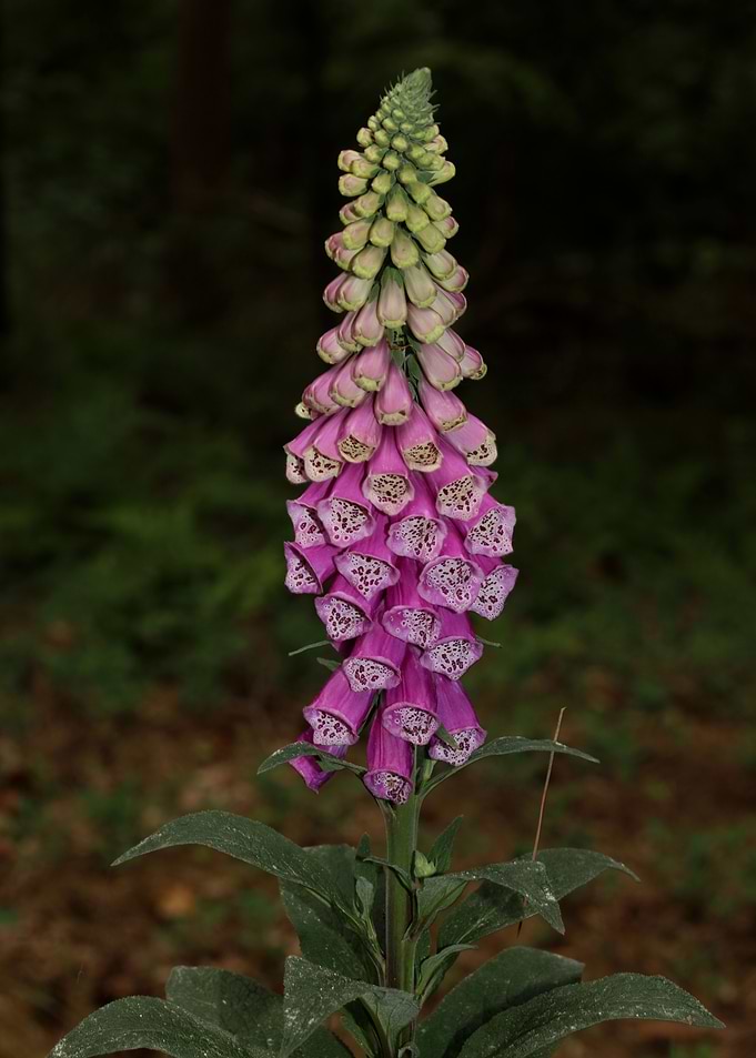 Purpurea digitalis flower
