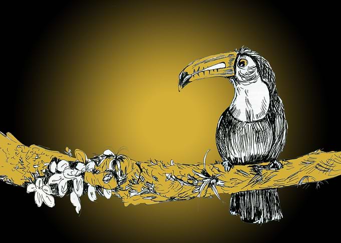 Mr Toucan