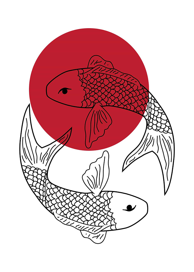 koi fishes