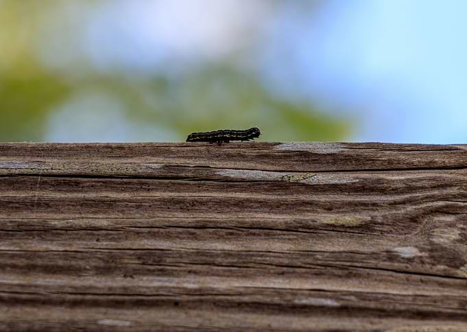 brave caterpillar