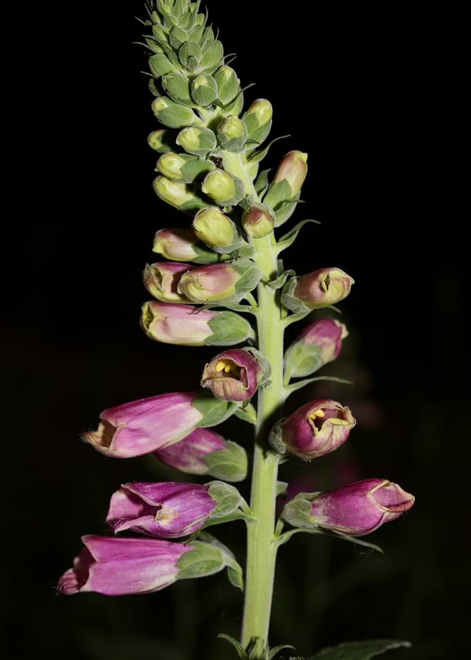 Purpurea digitalis flower