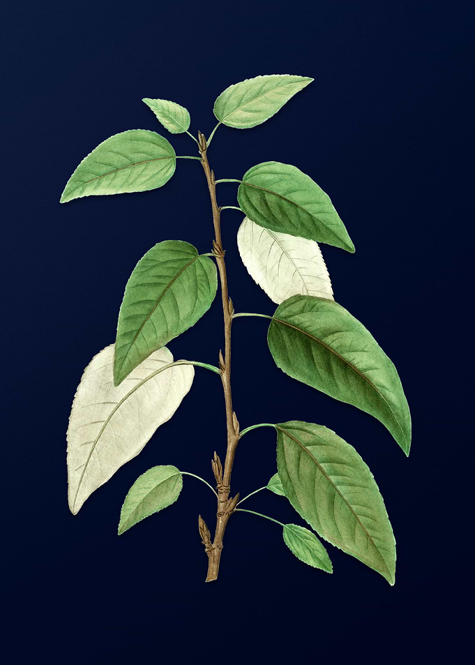 Vintage Leaves Deep Blue