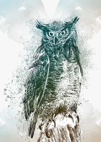 Wise owl