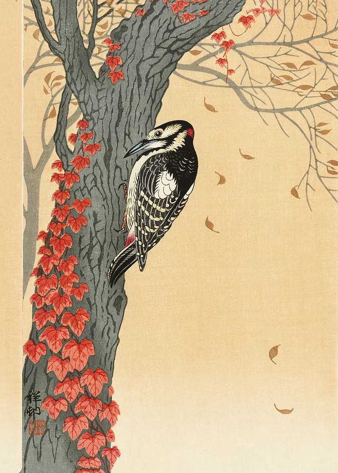 Great spotted woodpecker