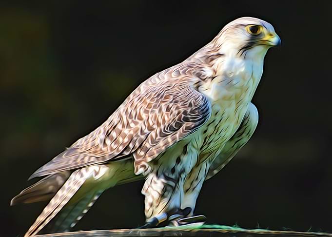Falcon