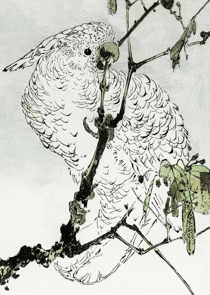 White Cockatoo Japanese Wi