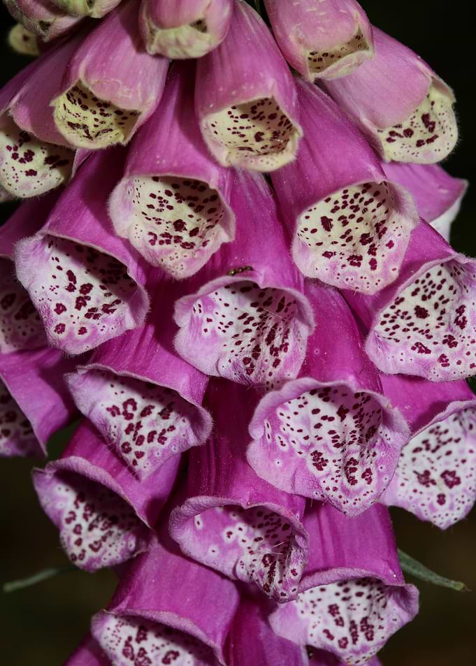 Purpurea digitalis flower