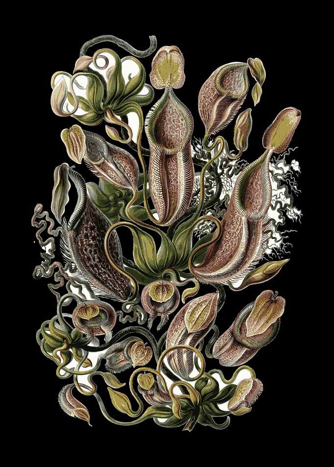 Venus Flytrap carnivorous