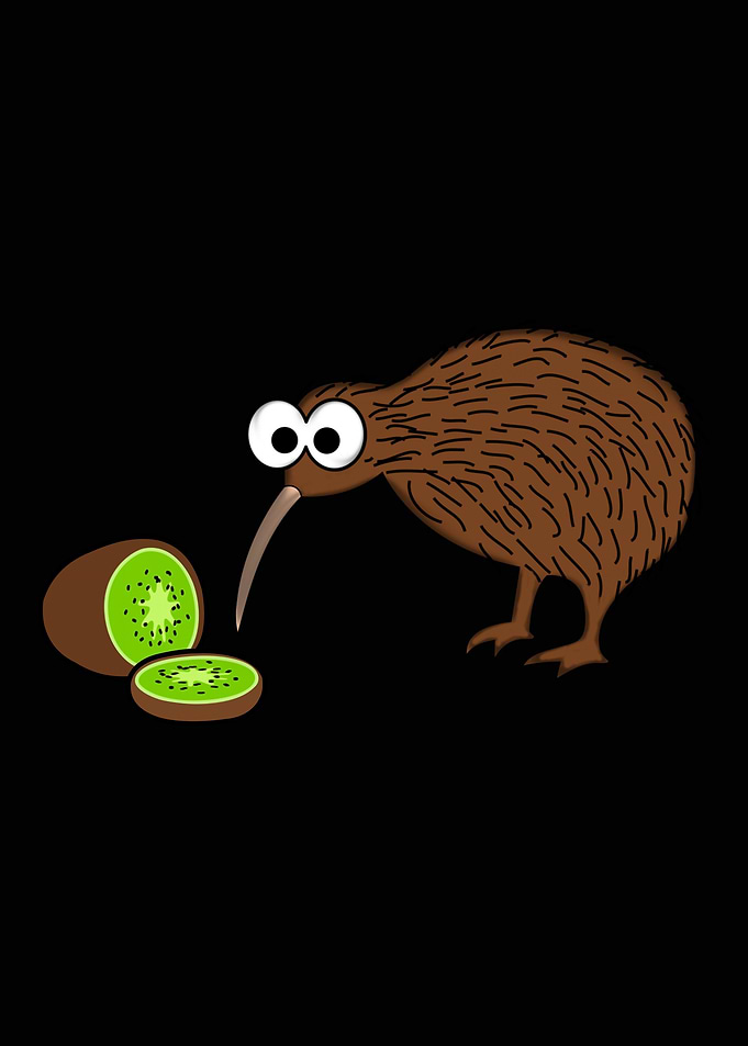 Kiwi Bird New Zealand