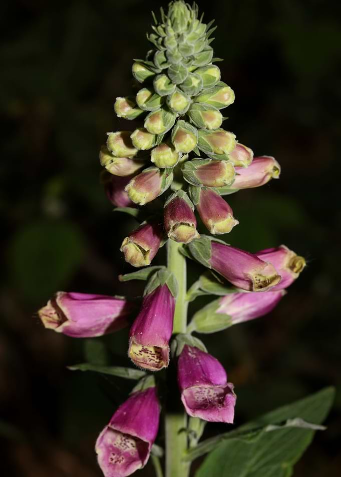 Purpurea digitalis flower