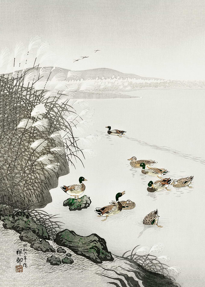 Ducks in the water