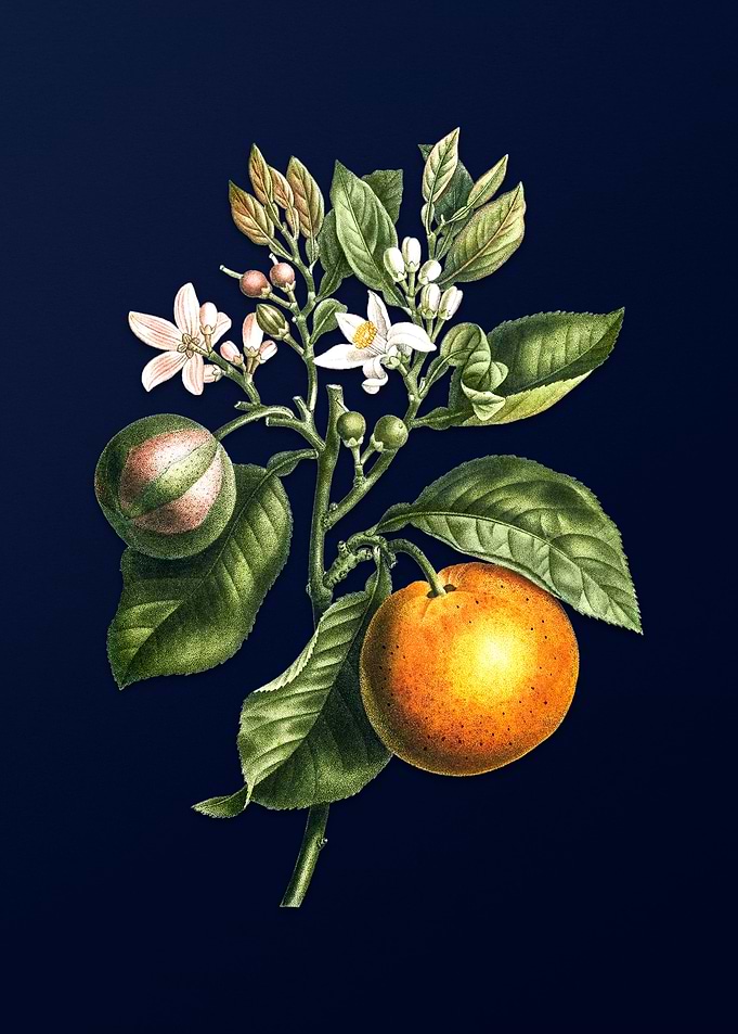 Vintage Fruit on Deep Blue