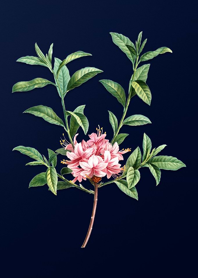 Floral Illustration Blue
