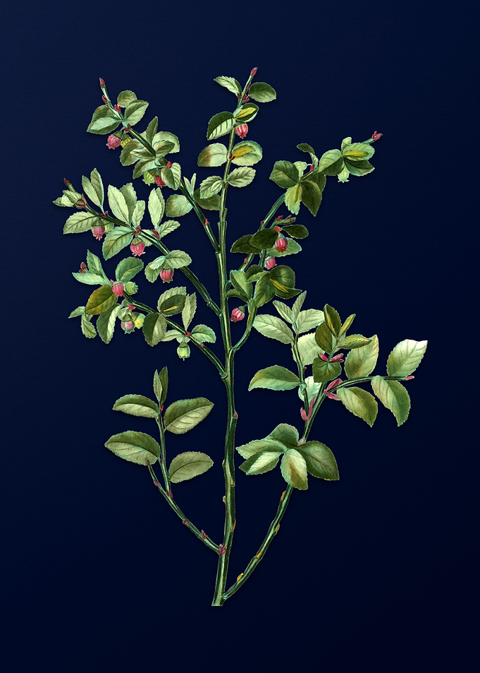Vintage Leaves Deep Blue