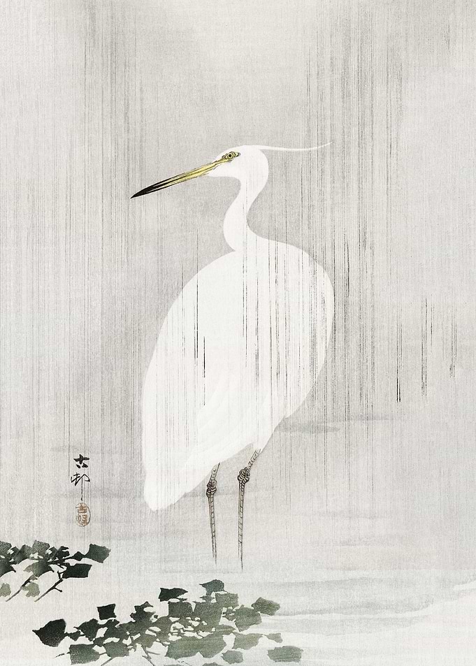 Egret in rain
