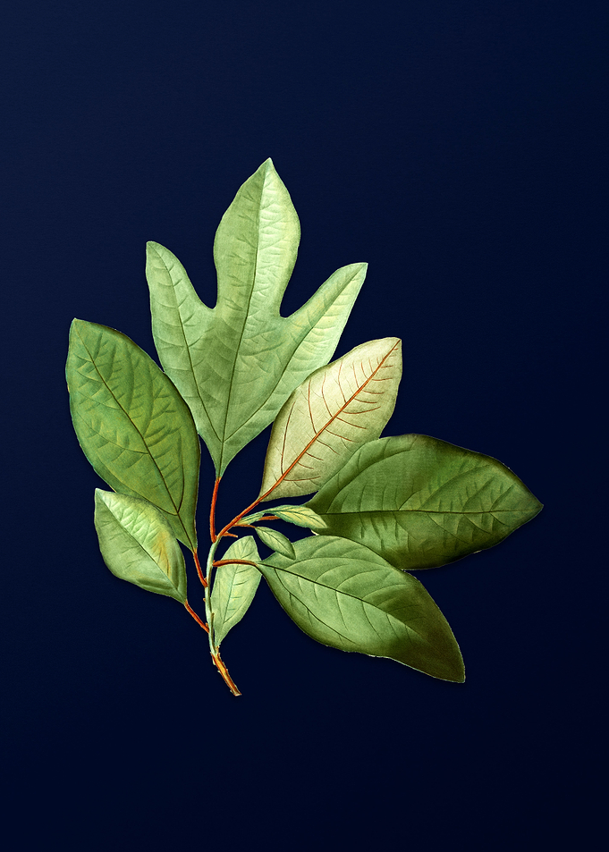 Vintage Leaves Deep Blue