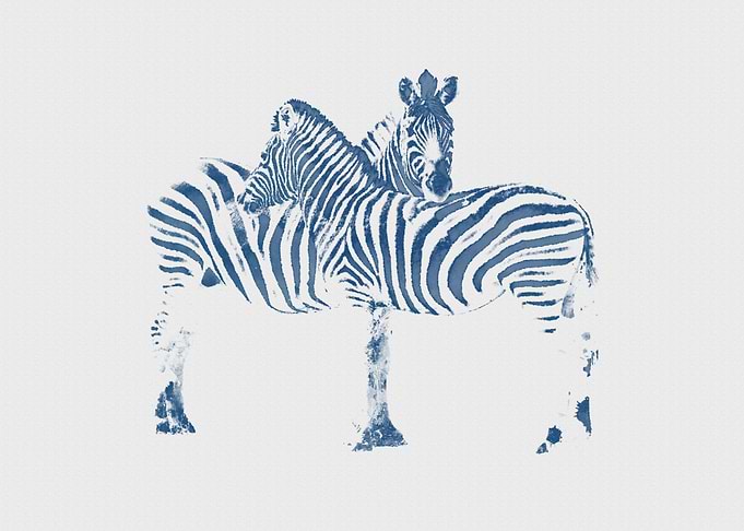 Zebras In Love