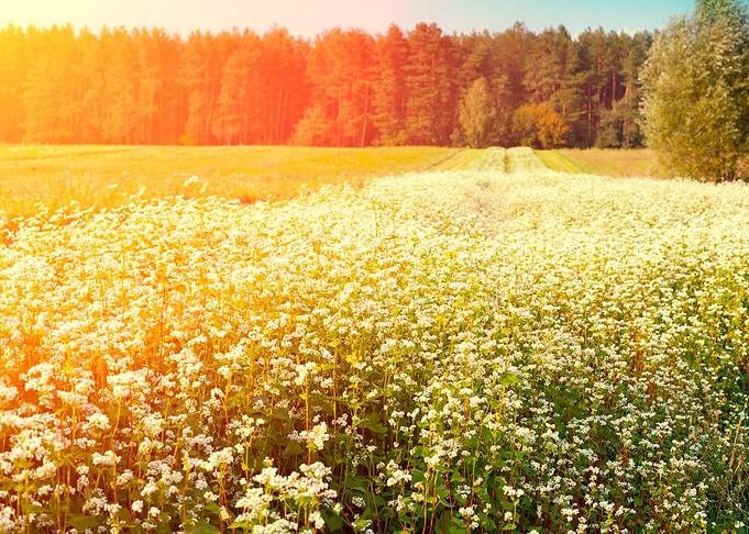 Agriculture Background Bea
