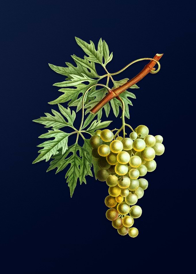 Vintage Fruit on Deep Blue