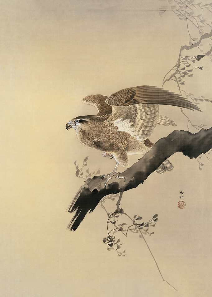 Hawk