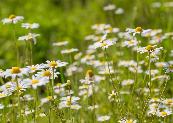 Nature Plant Background Sp
