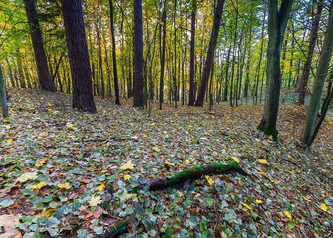 Fall Red Europe Landscape