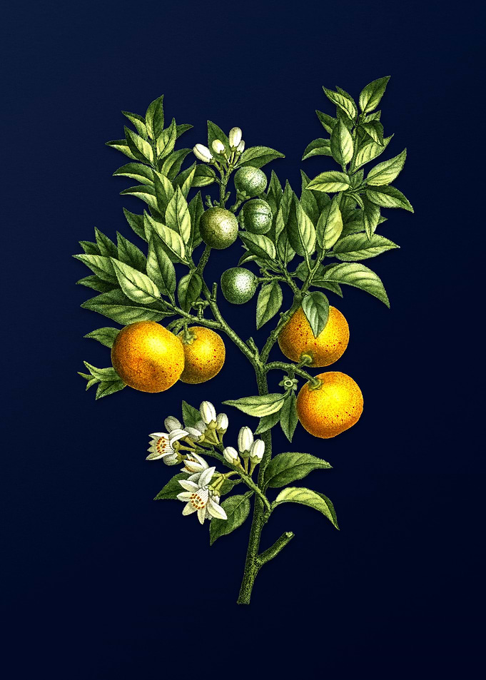 Vintage Fruit on Deep Blue