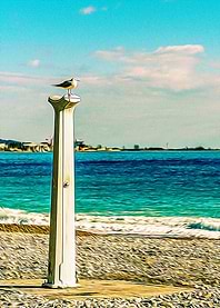 Seagull in Riviera