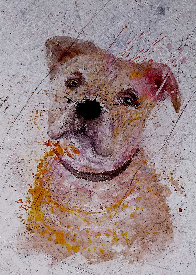 Bulldog