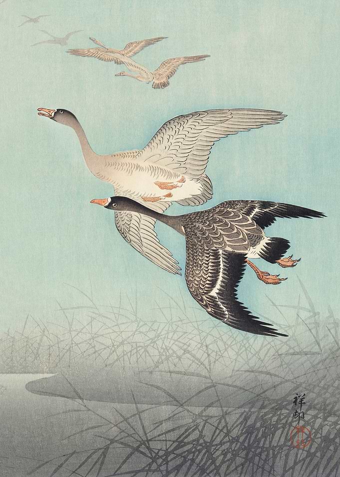 Great geese in flight