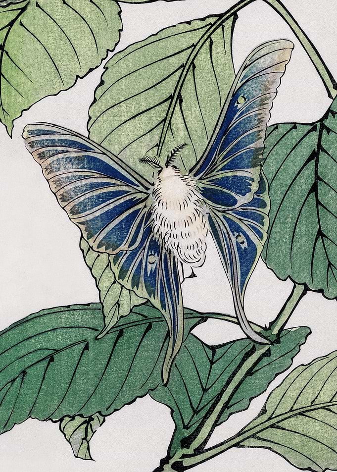 Moth Traditional Japanese
