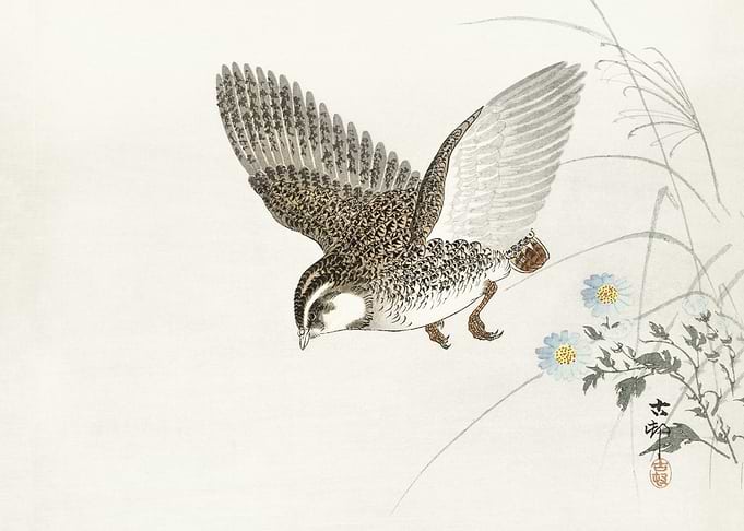 Flying quail